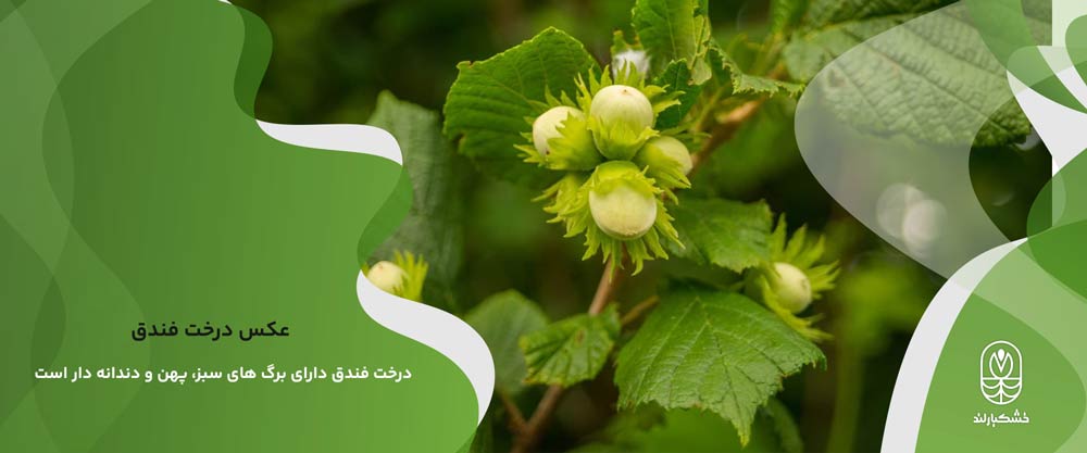 عکس درخت فندق