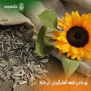 بو دادن تخمه آفتابگردان